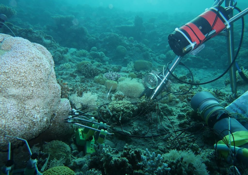 underwater motion sensor camera